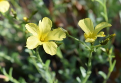 Linum pallasianum