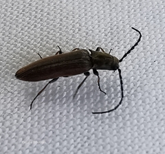 Campylomorphus homalisinus