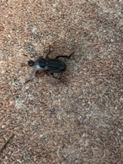 Faula centralis