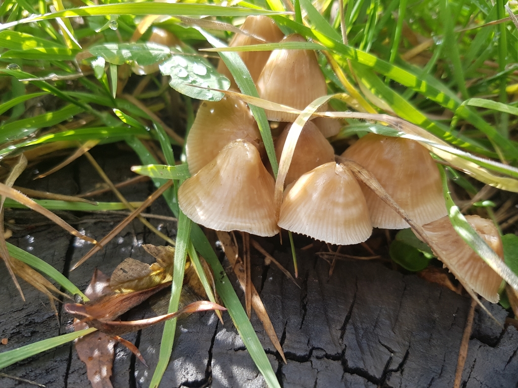 Mycena galericulata · May 2021 · photo: © paulazermoglio (iNaturalist, cc0)