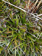 Astelia linearis