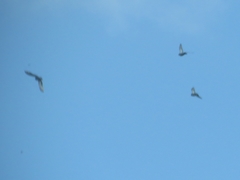 Columba livia domestica
