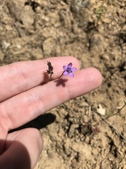 Gilia clivorum