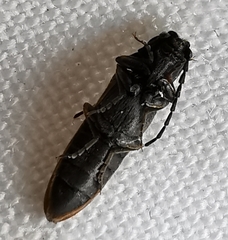 Campylomorphus homalisinus