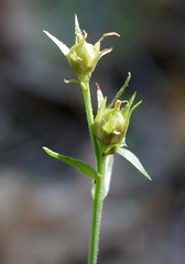 Linum pallasianum