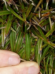 Astelia linearis