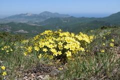 Linum pallasianum