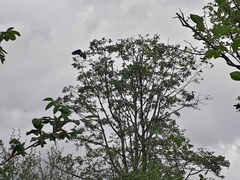 Ardea herodias fannini