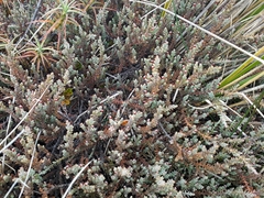 Lepidothamnus laxifolius