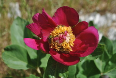 Paeonia mascula