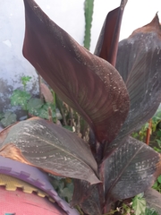 Liliopsida