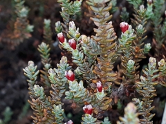 Lepidothamnus laxifolius