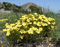 Linum pallasianum