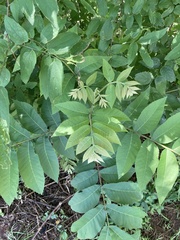 Carya illinoinensis