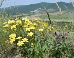 Linum pallasianum