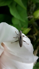Navomorpha sulcata