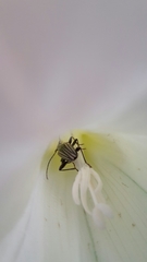 Navomorpha sulcata