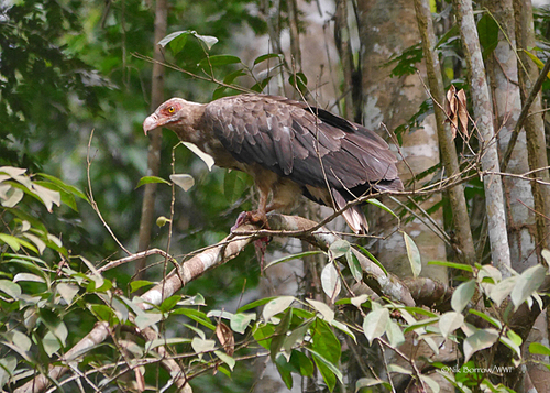 Palm-nut Vulture