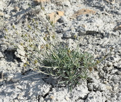 Linum pallasianum