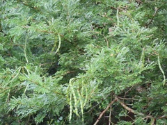 Vachellia kosiensis