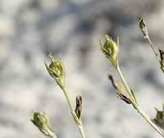 Linum pallasianum