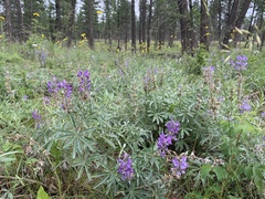 Lupinus caudatus