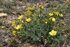 Linum pallasianum