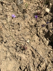 Gilia clivorum