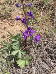 Delphinium glaucum