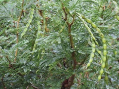 Vachellia kosiensis