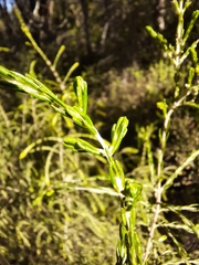 Passerina montivaga