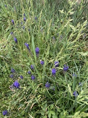 Muscari