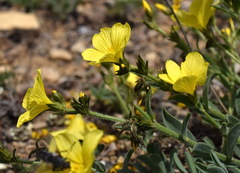 Linum pallasianum