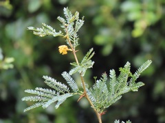Vachellia kosiensis