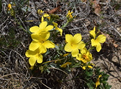 Linum pallasianum