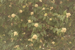 Ehretia latifolia