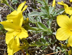 Linum pallasianum