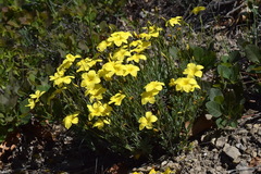 Linum pallasianum
