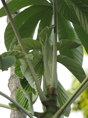 Cecropia