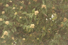 Ehretia latifolia