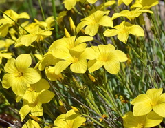 Linum pallasianum