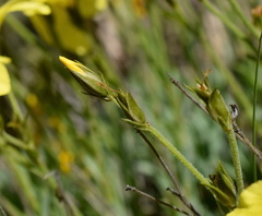 Linum pallasianum