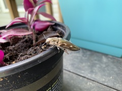 Chalcophora virginiensis