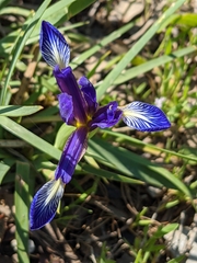 Iris reichenbachiana