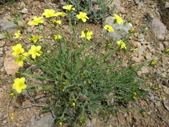 Linum pallasianum
