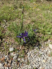 Iris reichenbachiana