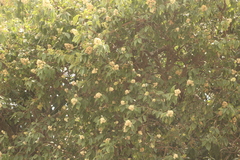 Ehretia latifolia