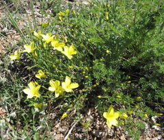 Linum pallasianum