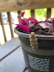 Chalcophora virginiensis