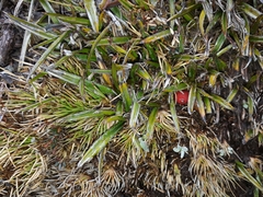 Astelia linearis